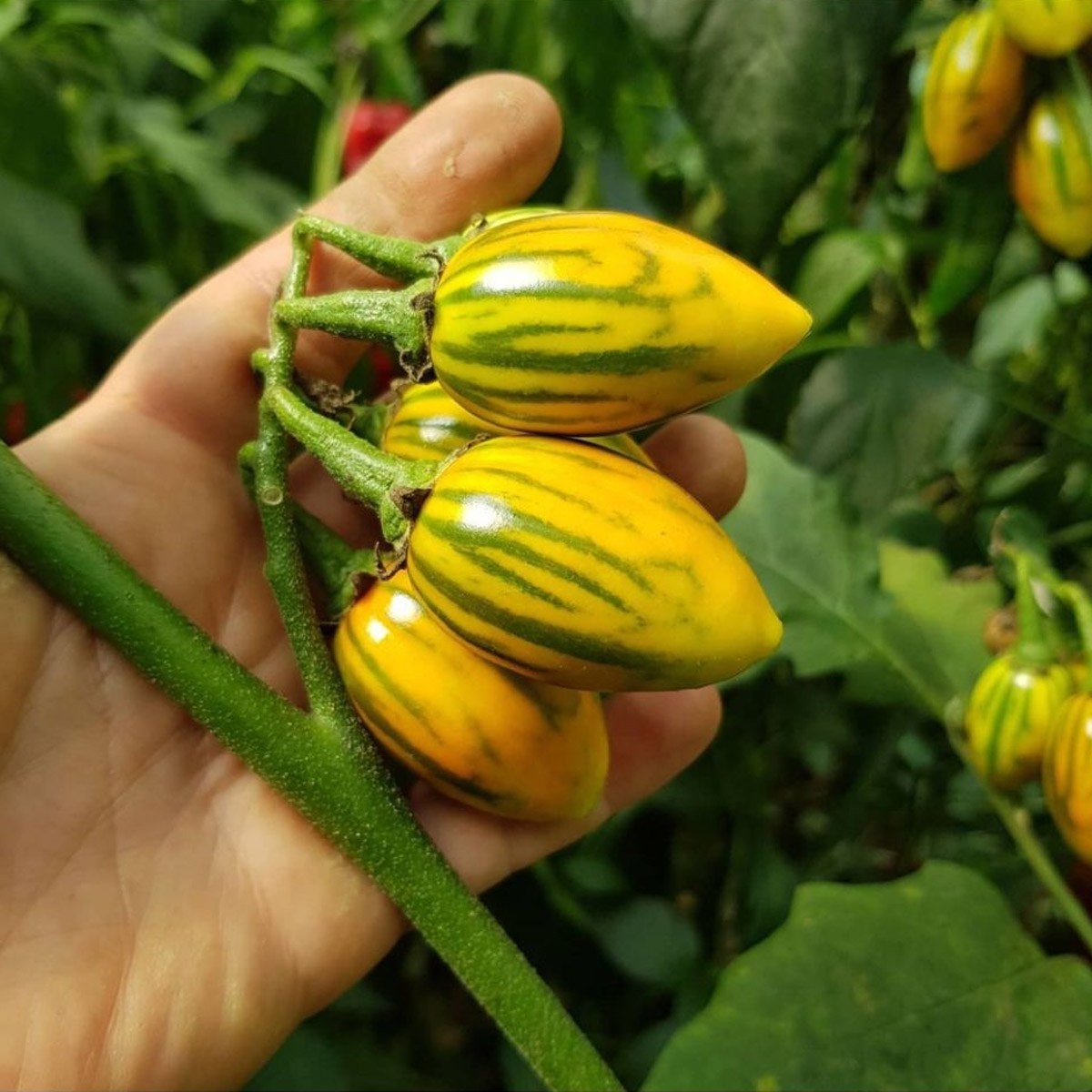 Mexican Eggplant Seed