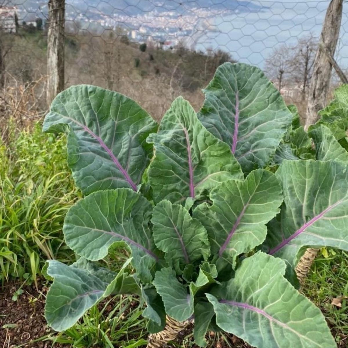 Purple Veined Kale Seed