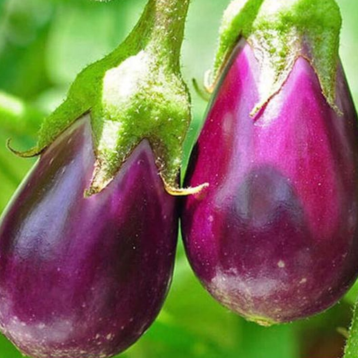 Purple Eggplant Seed