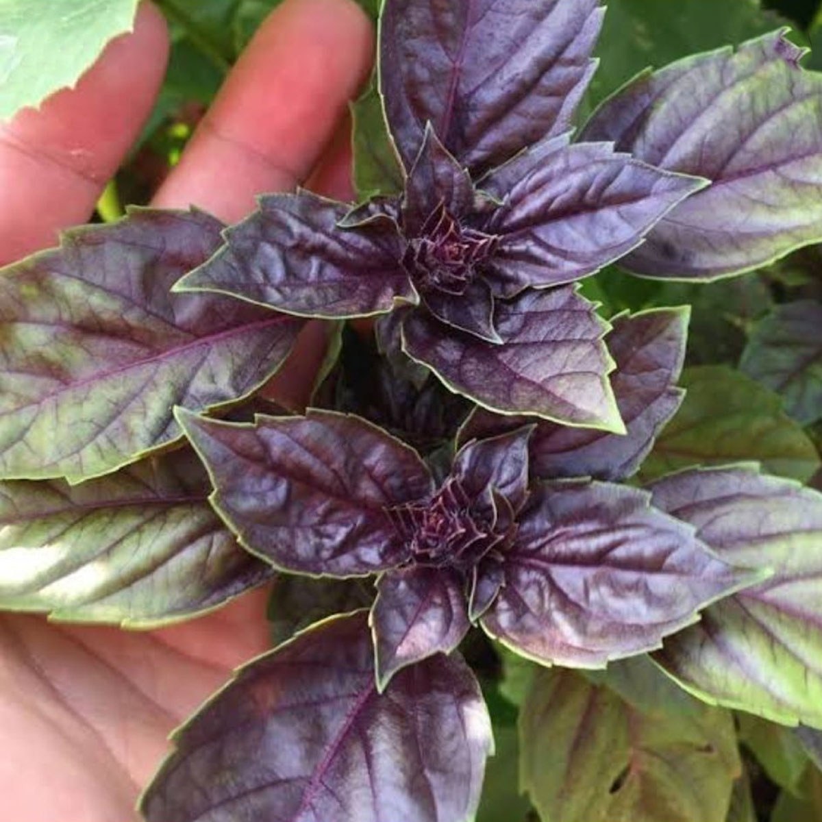 Purple Basil Seed