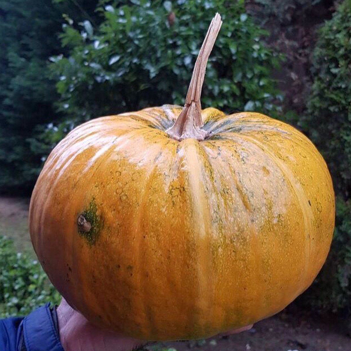 Nevşehir Seed Pumpkin Seed