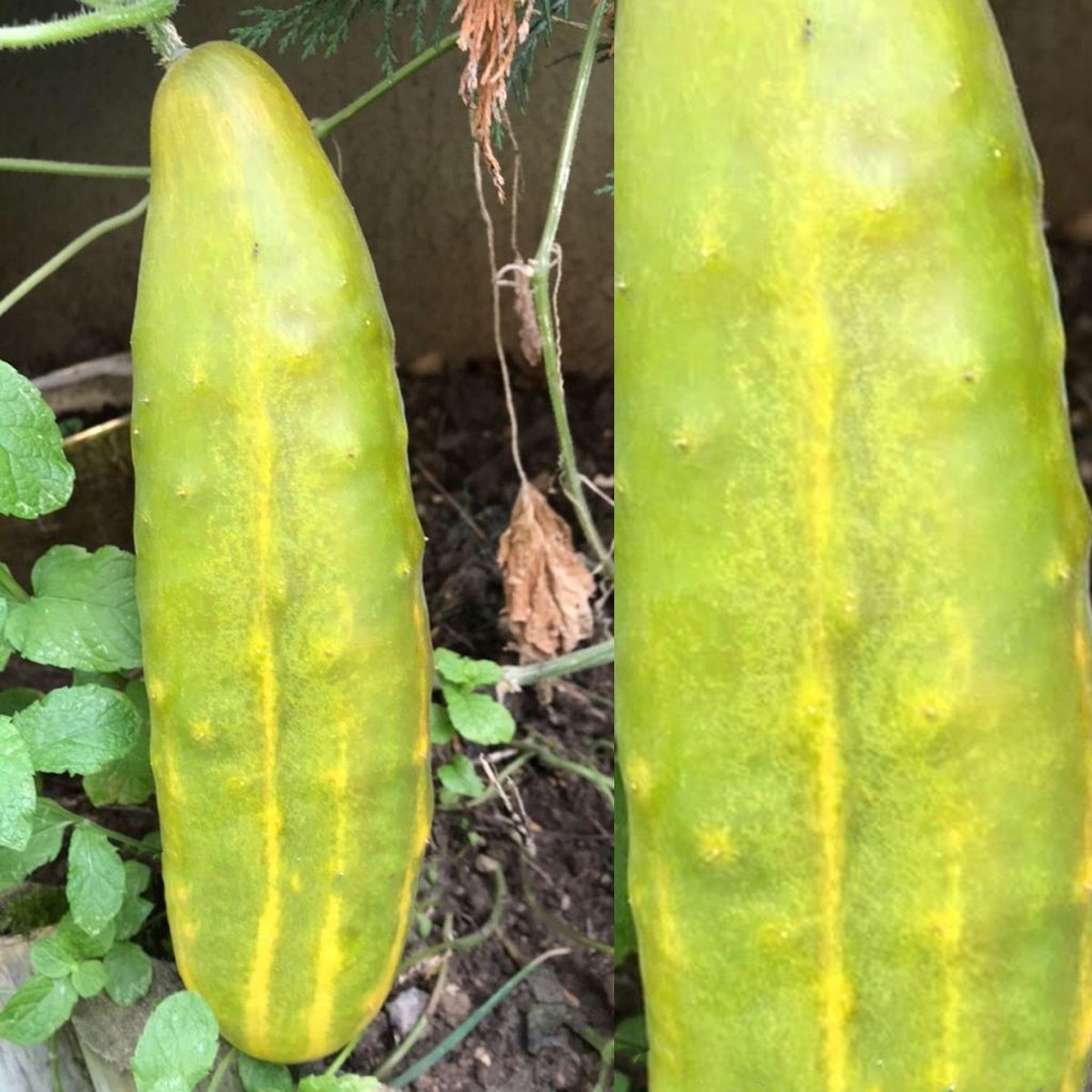 Russian Cucumber Seed