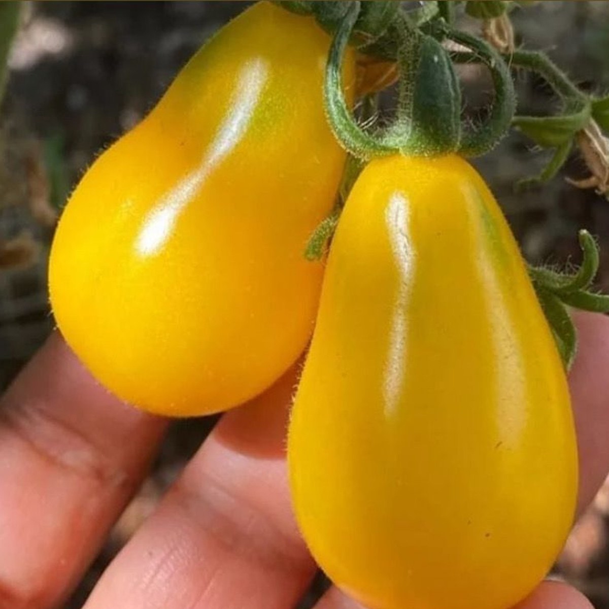 Yellow Pear Tomato Seed