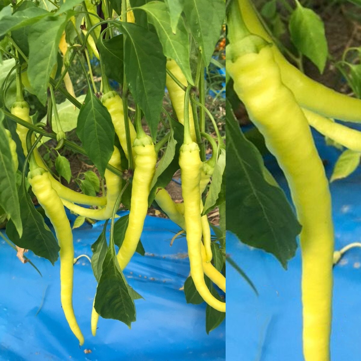 Yellow Çorbacı Pepper Seed