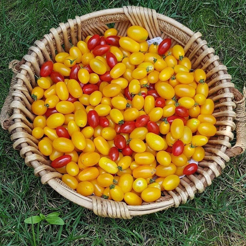Yellow Metro Cherry Tomato Seed