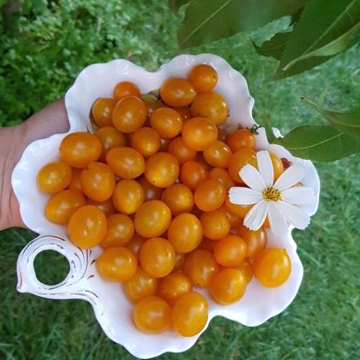 Yellow Marble Tomato Seed