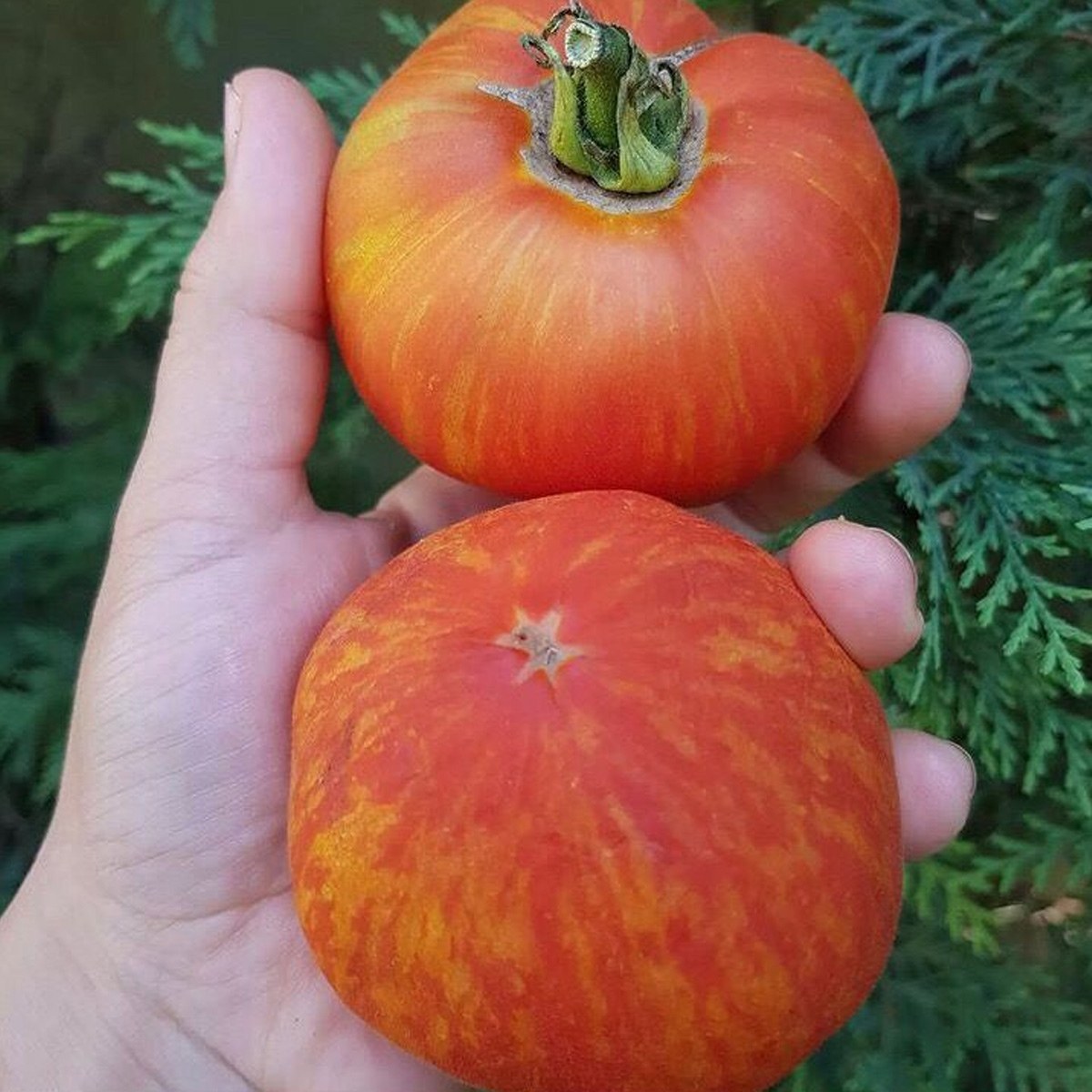 Peach Tomato Seed