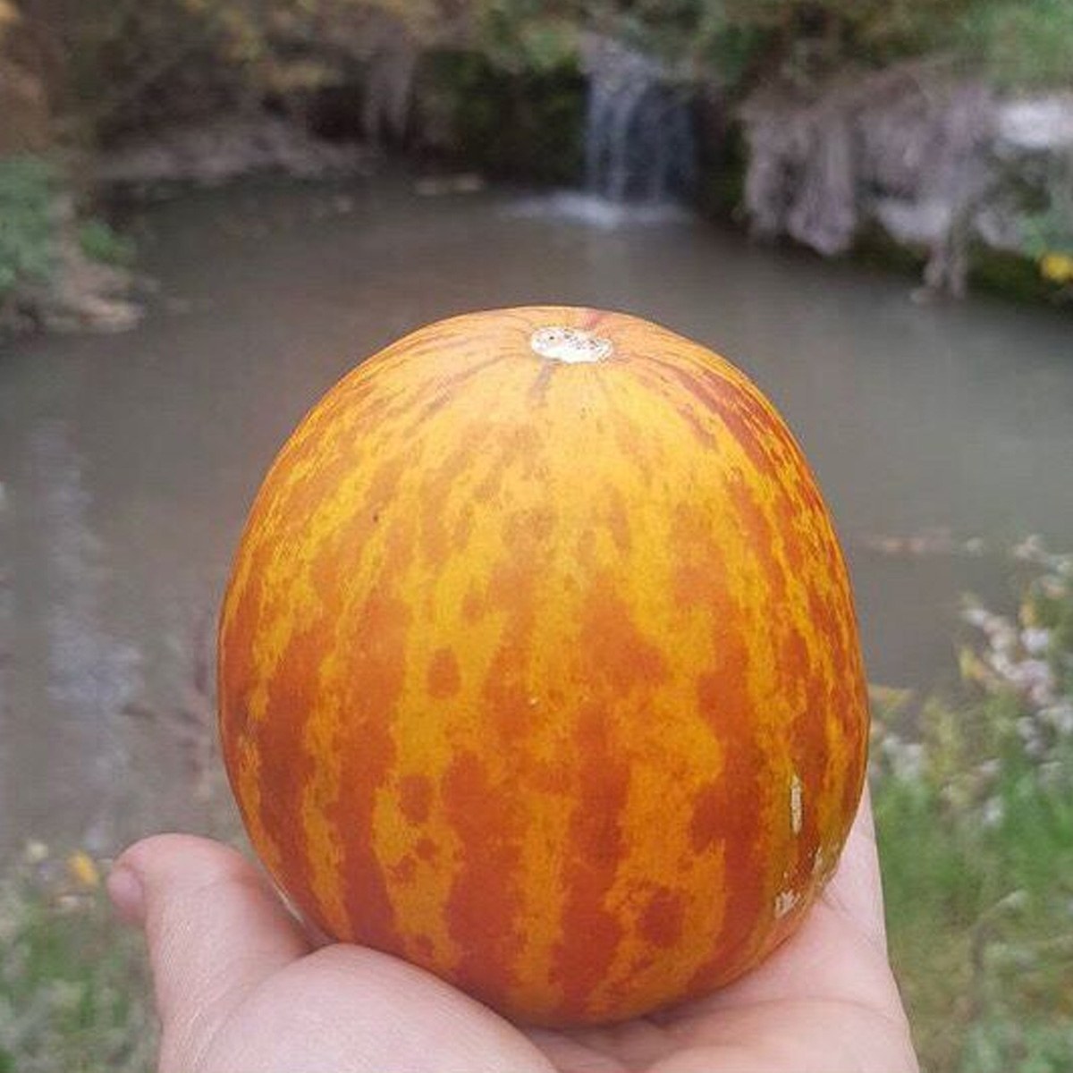 Şemame Fragrant Melon Seed