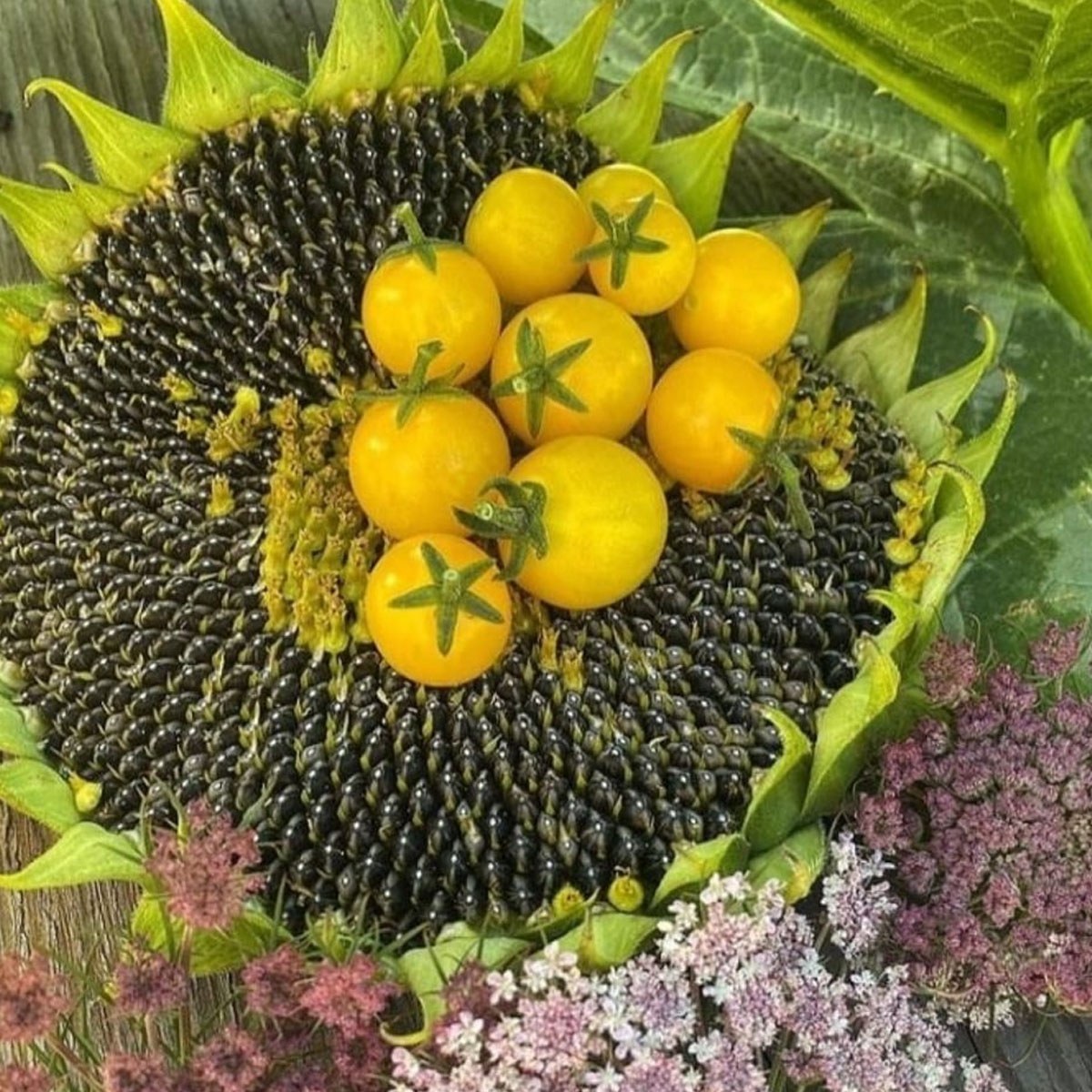 Black Jumbo Sunflower Seed