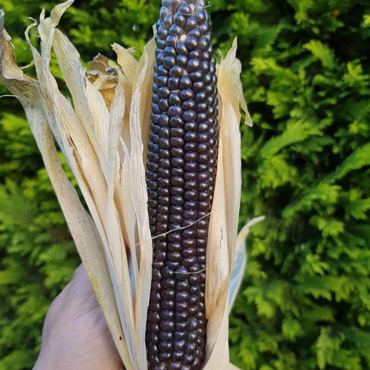 Black Corn Seed