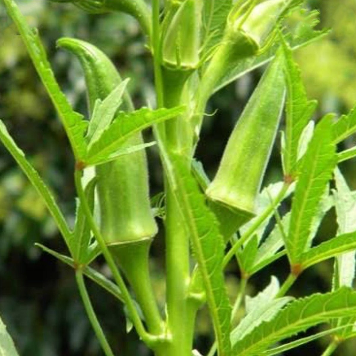 Sultani Okra Seed