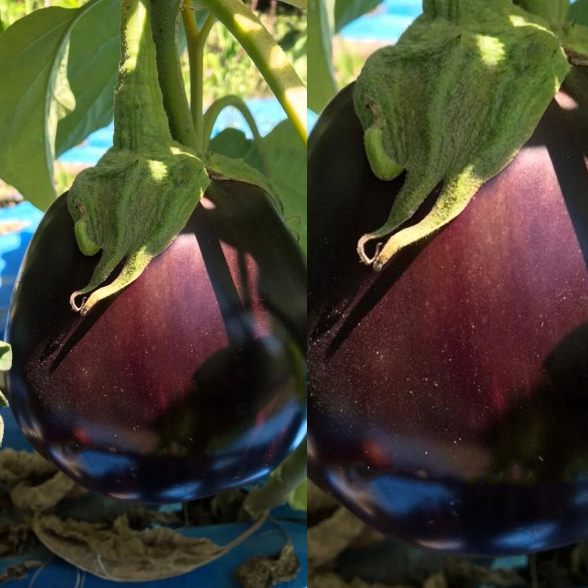 Round Eggplant Seed