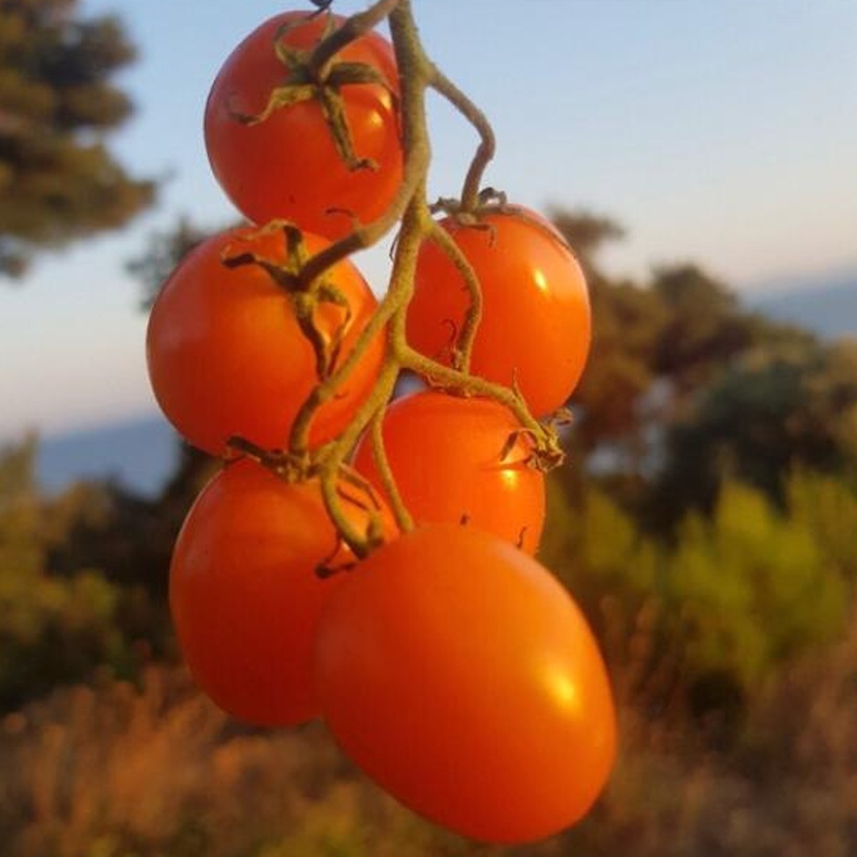 Orange Cherry Tomato Seed