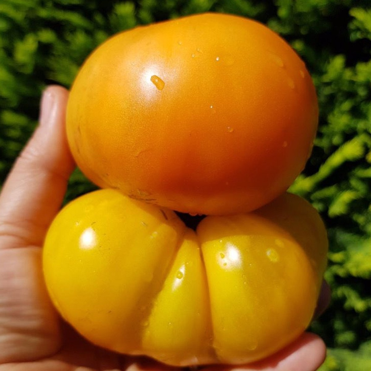 Orange Mexican Tomato Seed