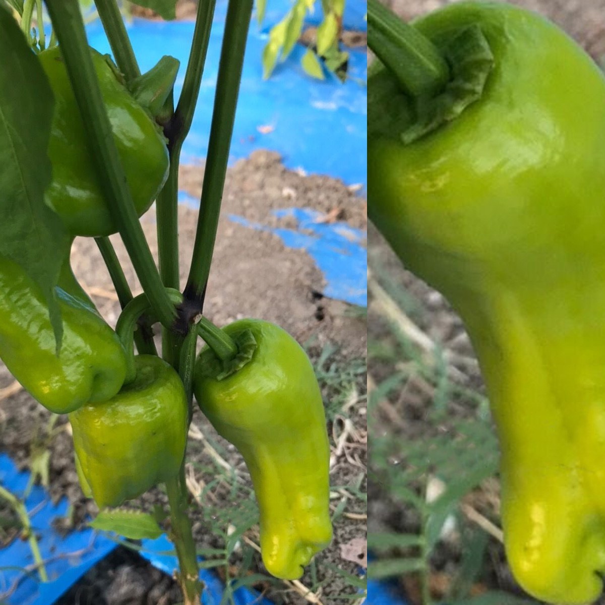 Three-Nose Village Pepper Seed