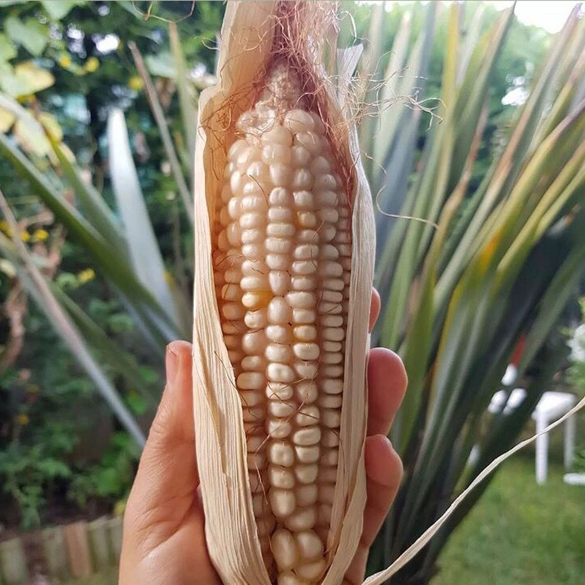 Oman Corn Seed