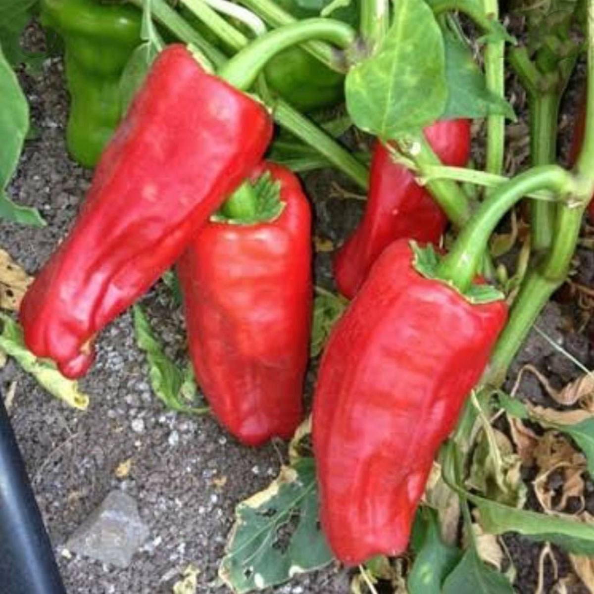 Urfa Isot Pepper Seed