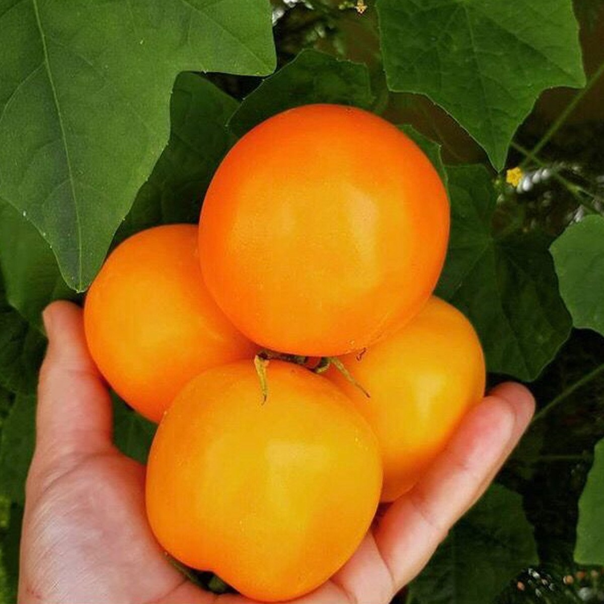 Valencia Tomato Seed