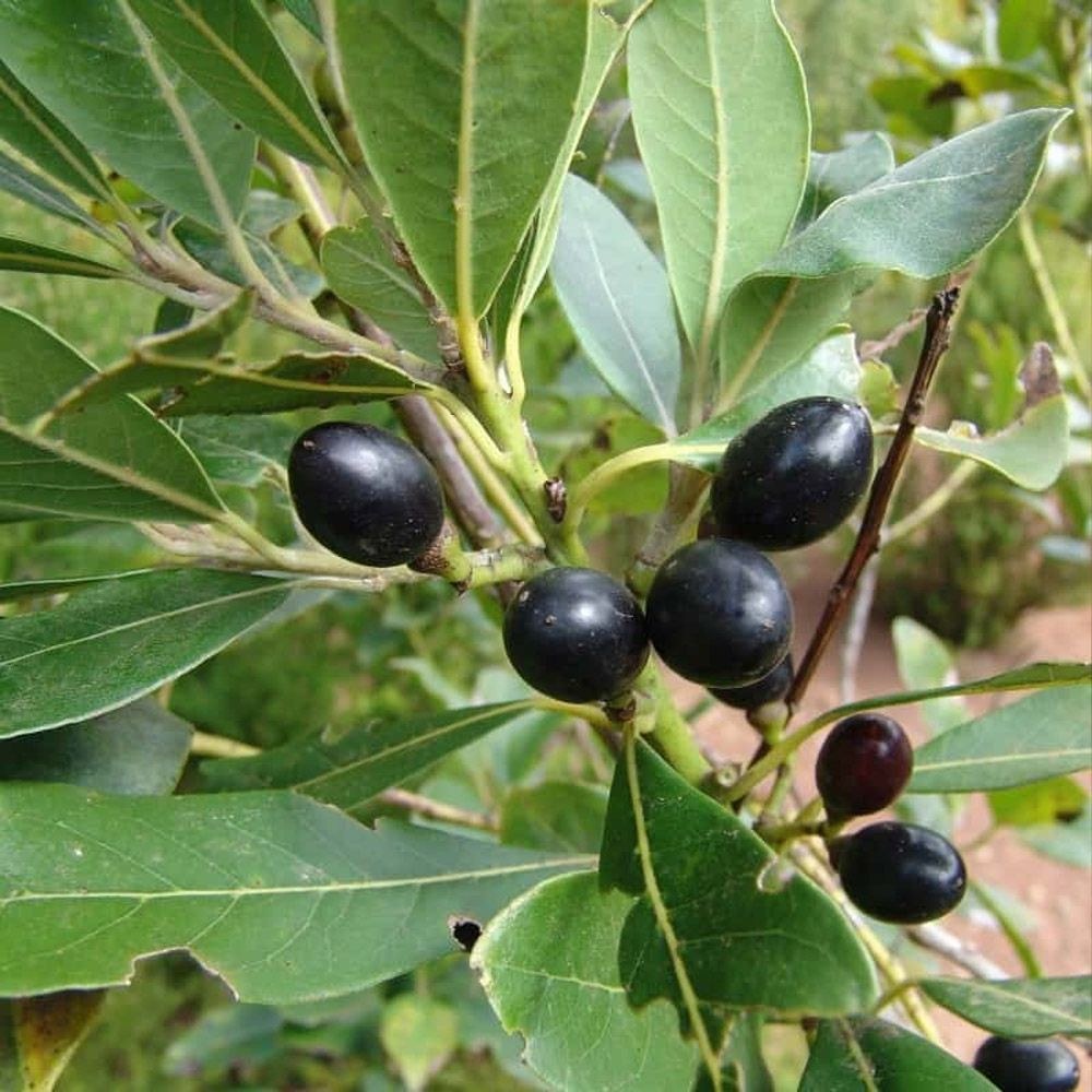 Oil-Rich Laurel Seeds