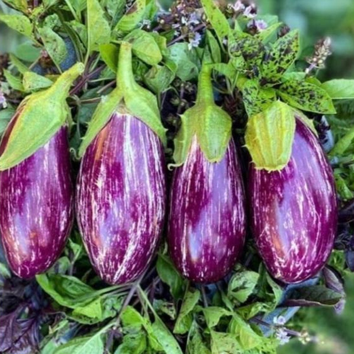 Yamula Eggplant Seed