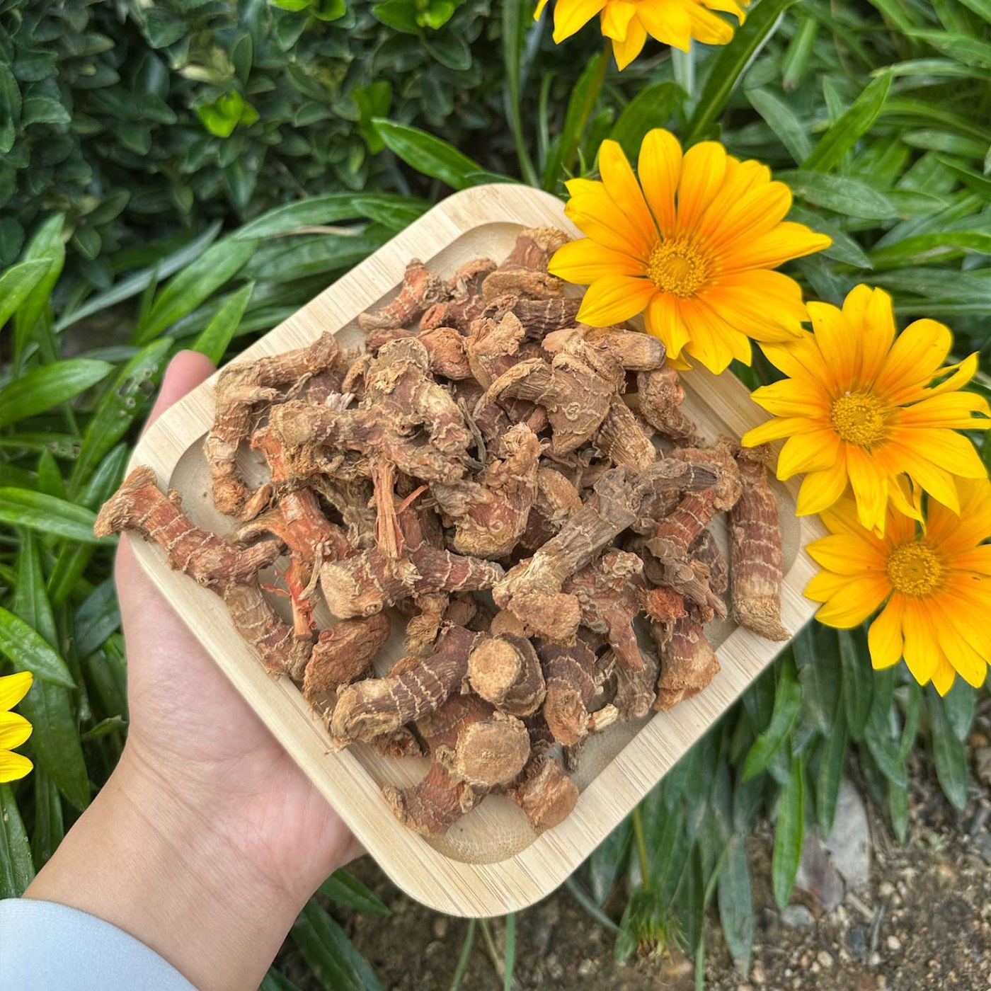 Fresh Harvest Galangal Root