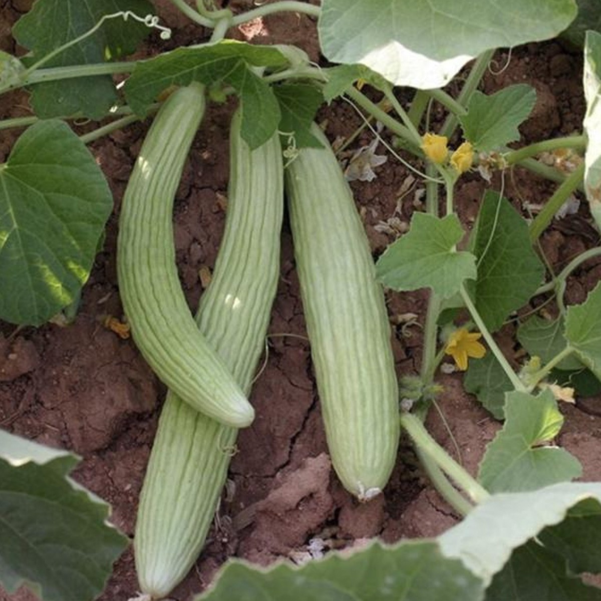 Green Armenian Cucumber Seed