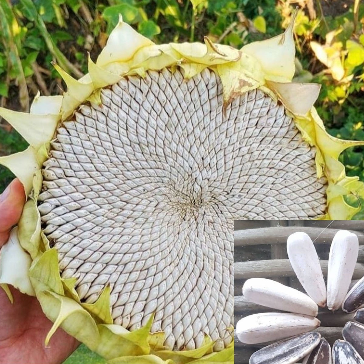 Yozgat White Sunflower Seed