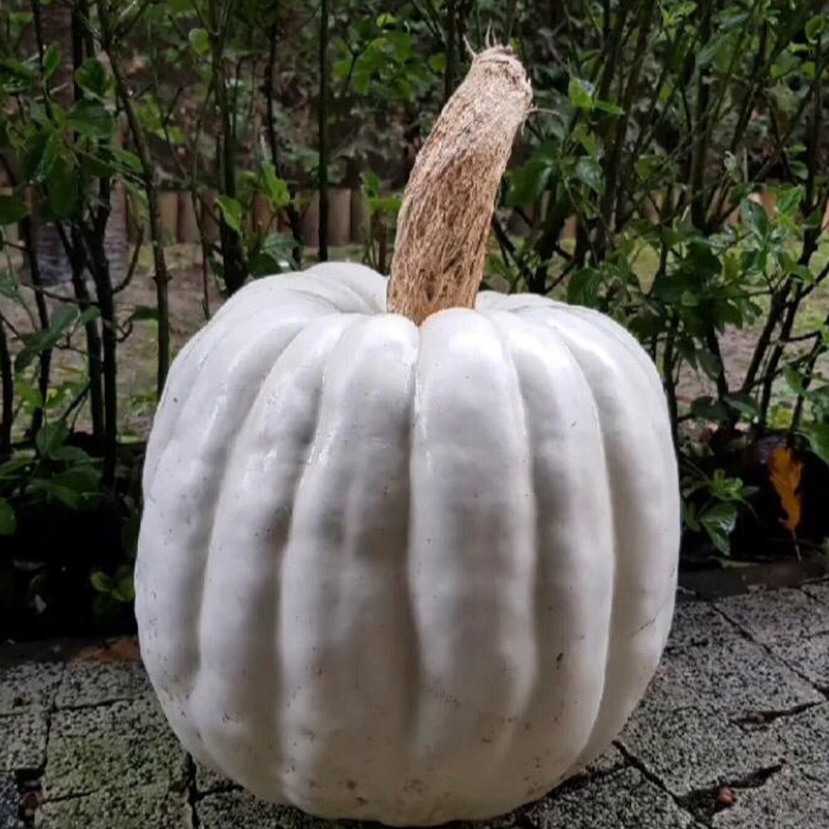 Yozgat Chestnut Squash Seed