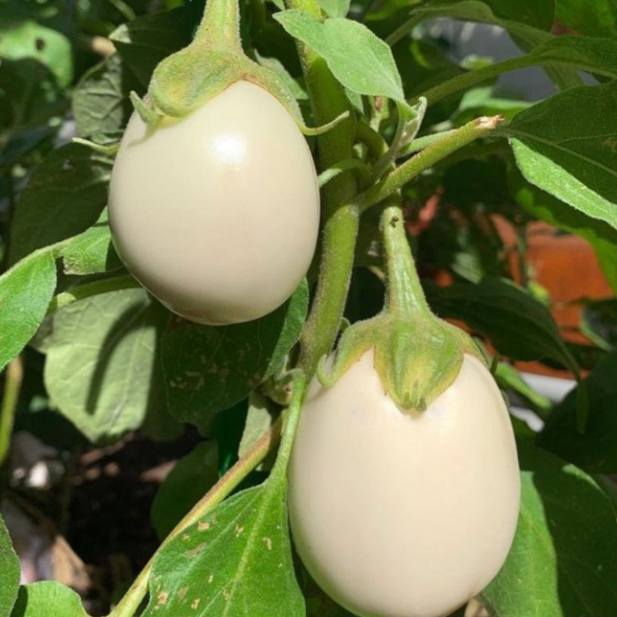 Egg Eggplant Seed