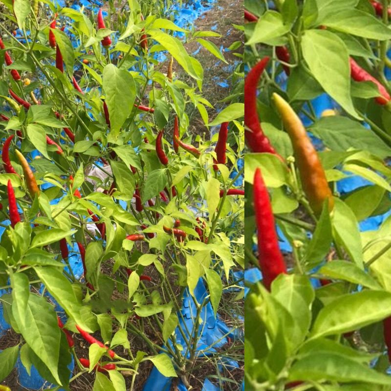 Hot Albanian Pepper Seed