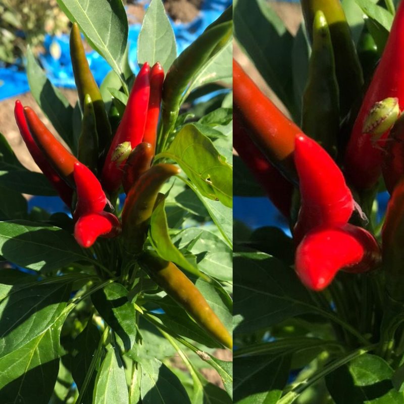 Hot Kom Pepper Seed