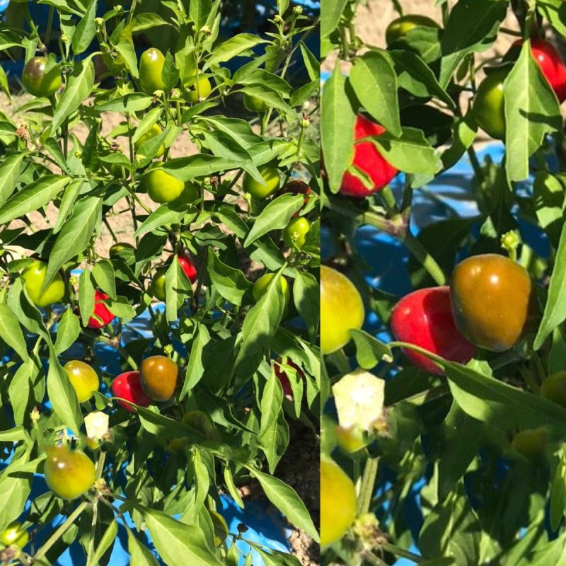 Hot Small Round Pepper Seed