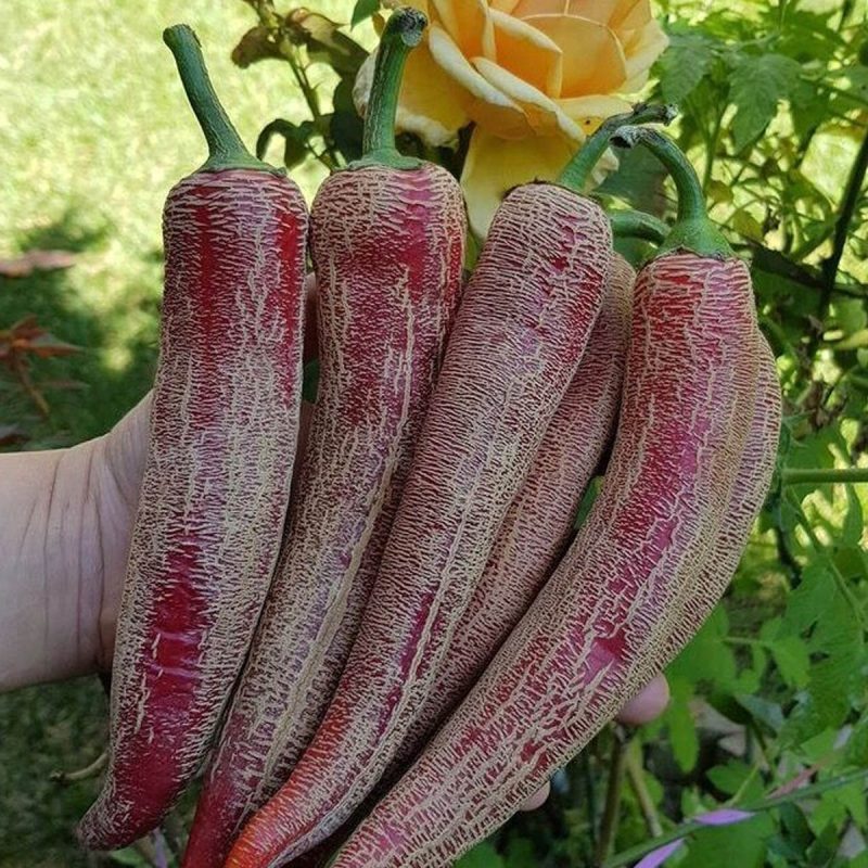 Hot Macedonian Pepper Seed