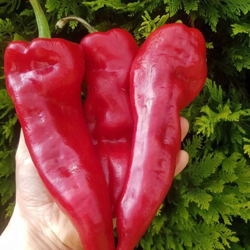 Hot Macedonian Kapya Pepper Seed
