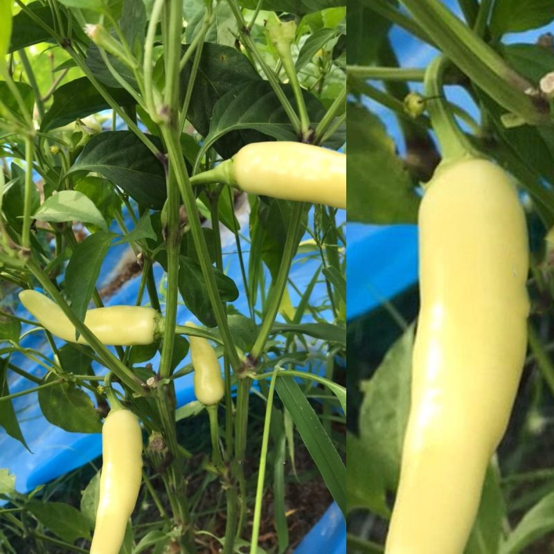 Hot Yellow Pepper Seed
