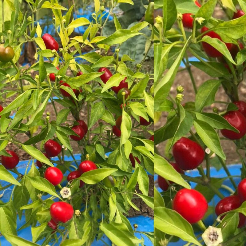 Hot Round Pepper Seed