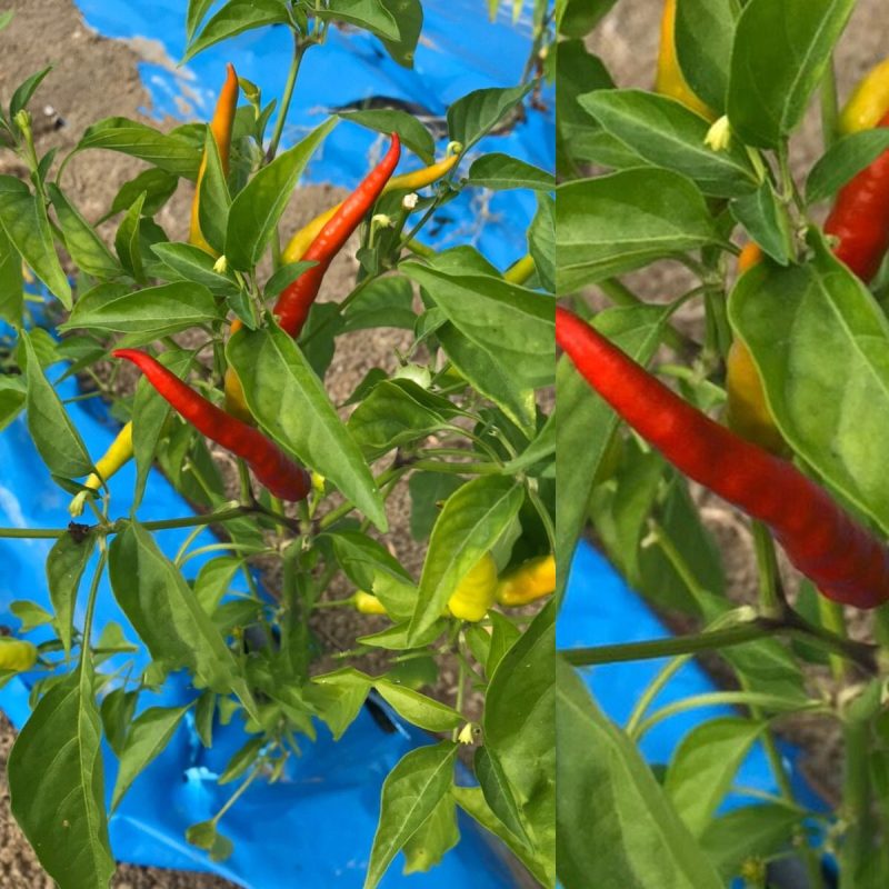 Hot Long Pepper Seed