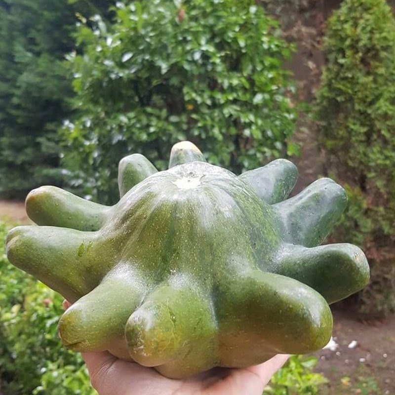 Octopus Squash Seed