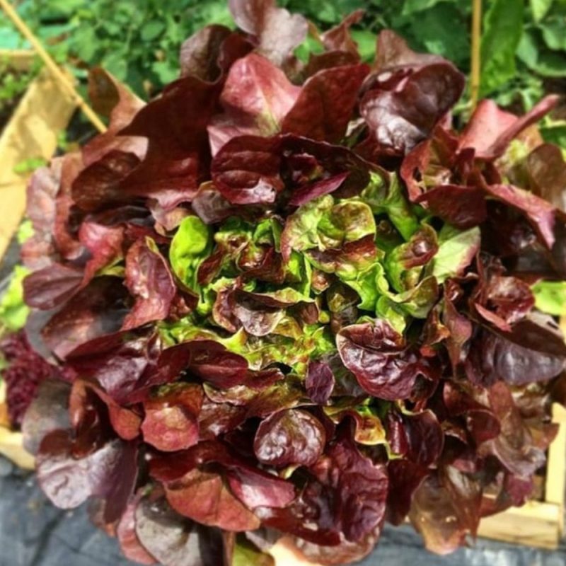 Mediterranean Curly Lettuce Seed