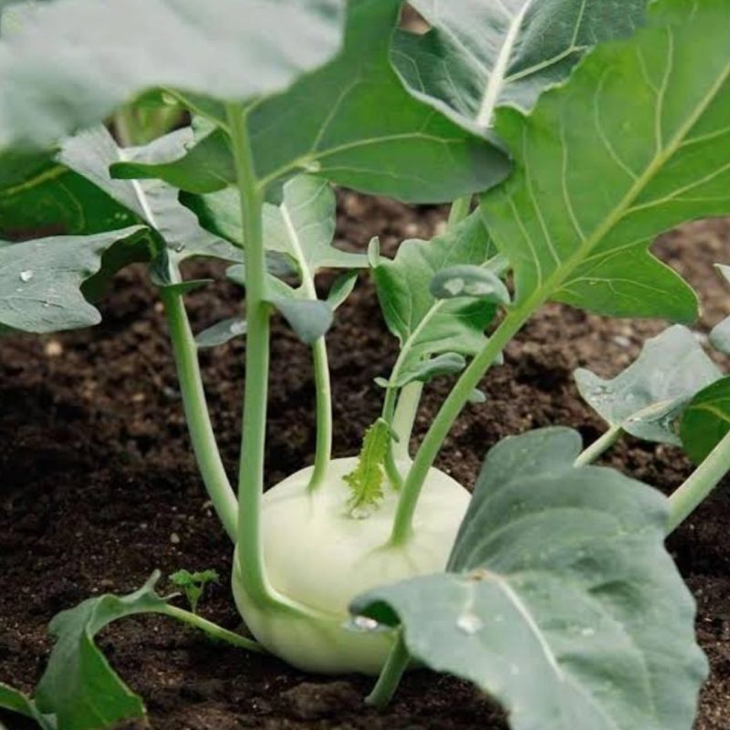 White Kohlrabi Turnip Seed