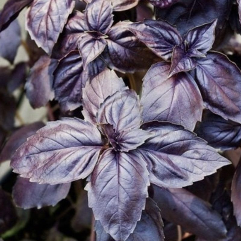 Arapgir Purple Basil Seed