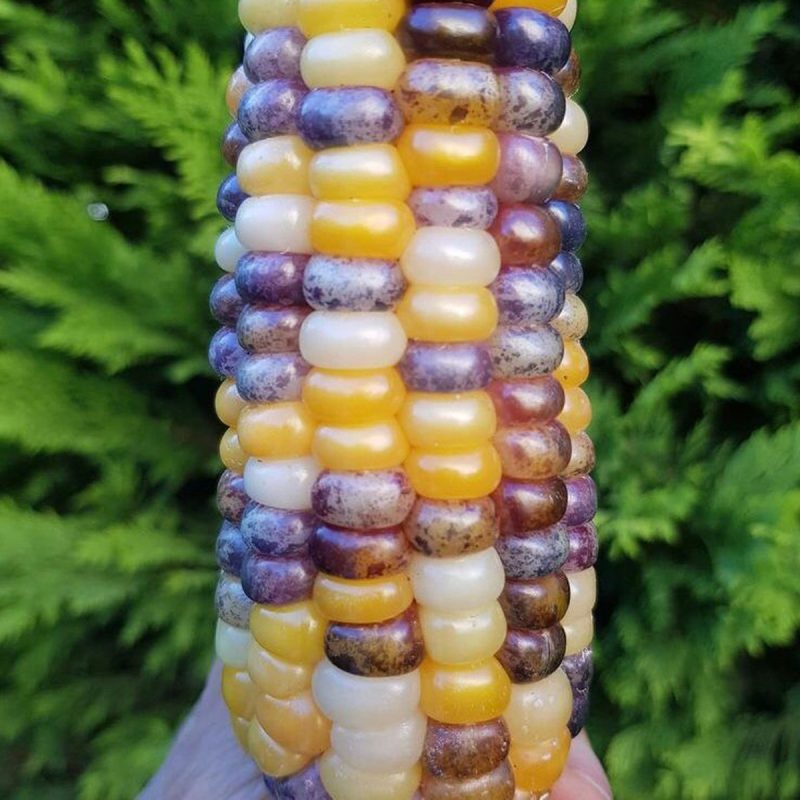 Lions Eye Corn Seed