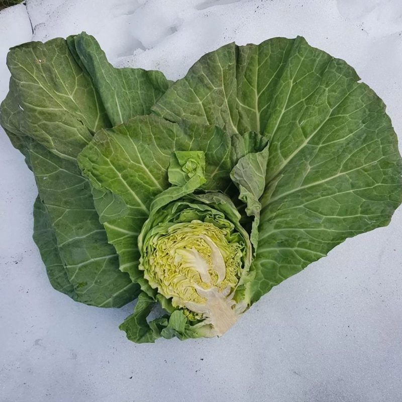 Giant Cabbage Seed
