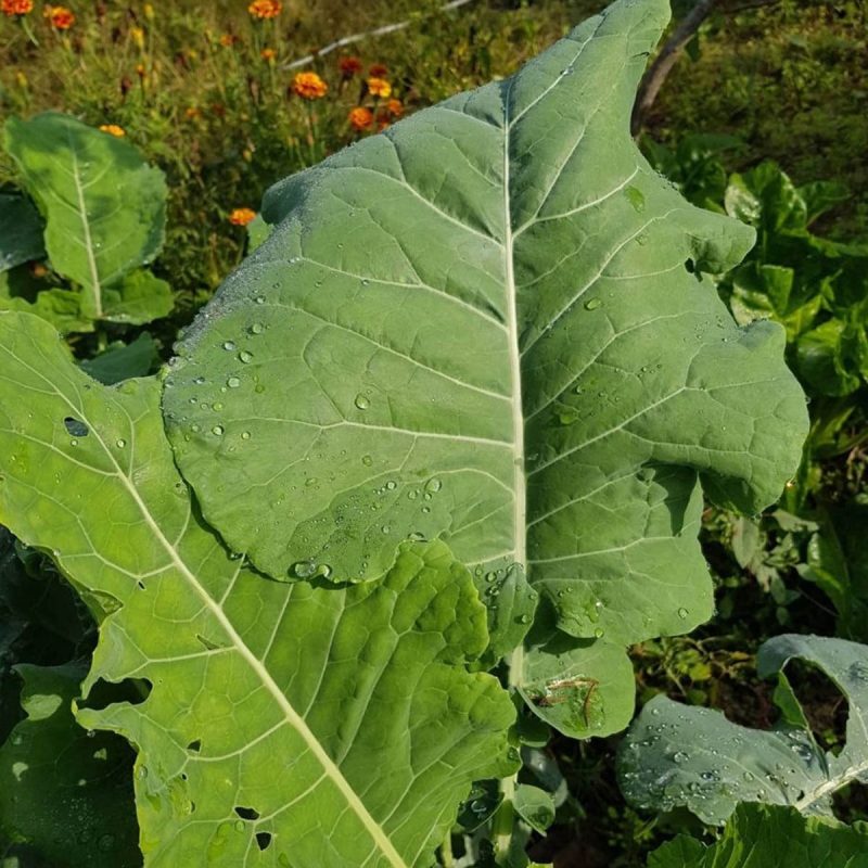 White Veined Black Sea Kale Seed