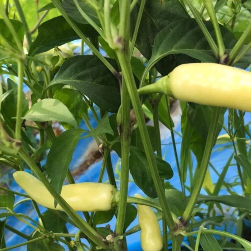 White Fleshed Italian Pepper Seed