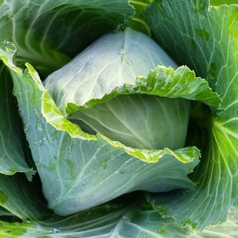 White Cabbage Seed
