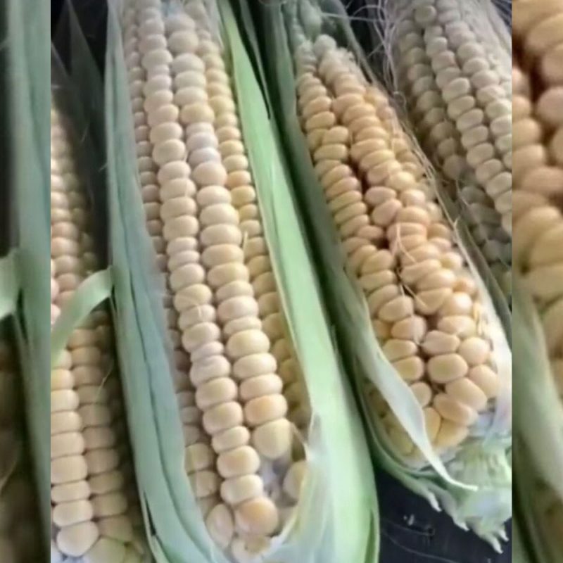 White Corn Seed