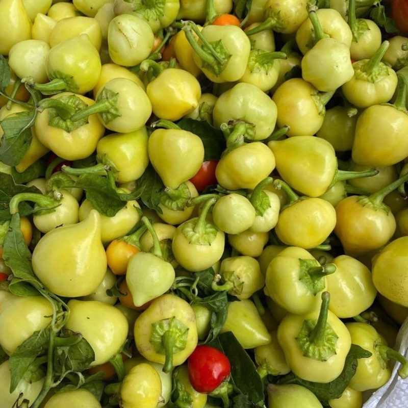 White Pickling Pepper Seed