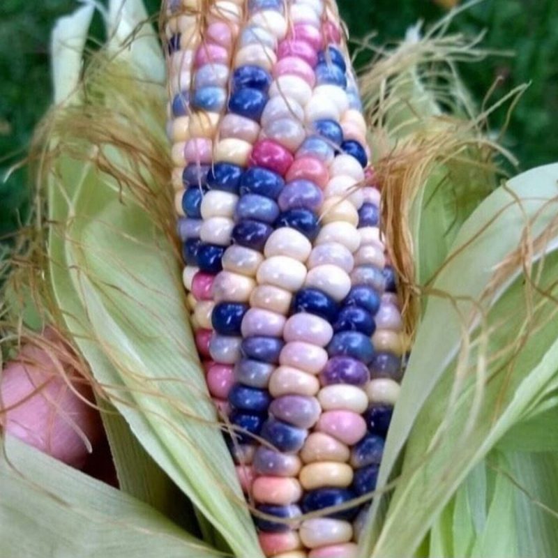 Bead Corn Seed