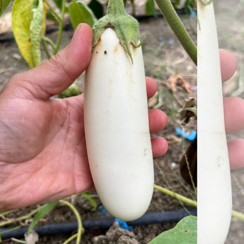 Casper Eggplant Seed